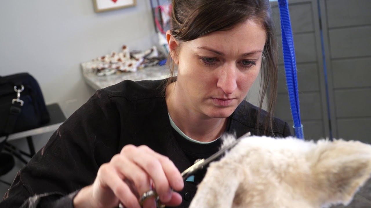 Jens Pet Service ( 1min, 30sec, & 15sec Rough edits)