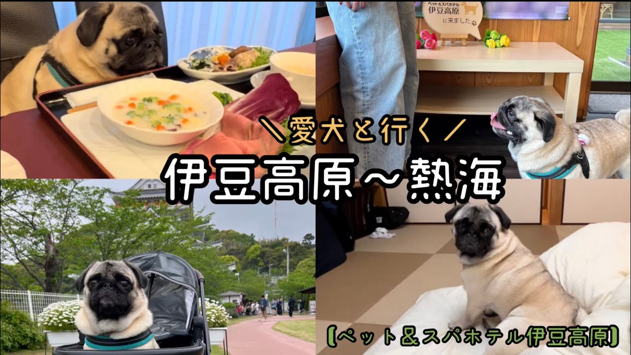 【vlog】愛犬の誕生日旅行｜伊豆高原〜熱海｜ペット&スパホテル伊豆高原｜愛犬の駅｜ドッグラン｜dog park【パグPUG】