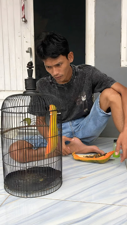 Pleci eats nectar so its voice is hoarse, a lesson for the future #ebiwirawan