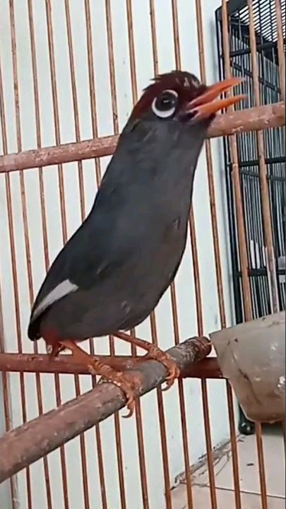 POKSAY MANDARIN termewaHHH