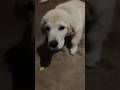 എന്താ പേര് 😊  #trending #dog #reels