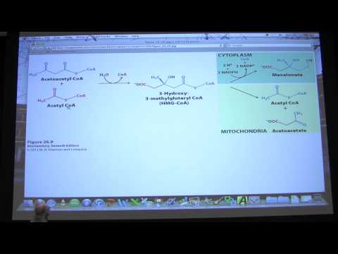 #35 Biochemistry Phosphoglycerides,