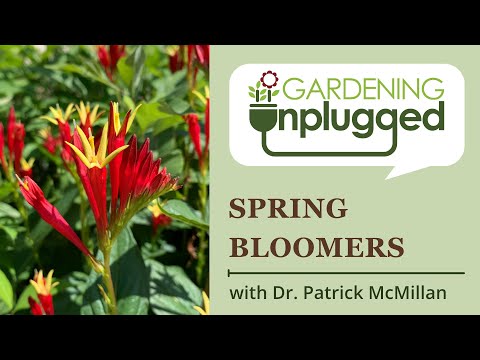 Vídeo: St. Patrick's Day Flowers - Cultivando plantas da sorte no jardim