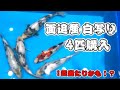 【衝撃】白写り4匹買った結果…1匹あたり？？