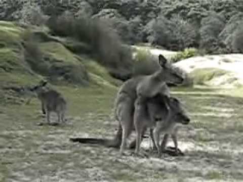 Kangaroos Mating - YouTube