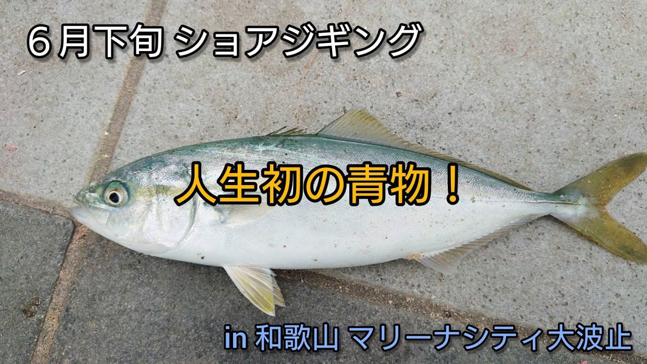 ６月下旬 ショアジギング 和歌山 マリーナシティ大波止 Youtube