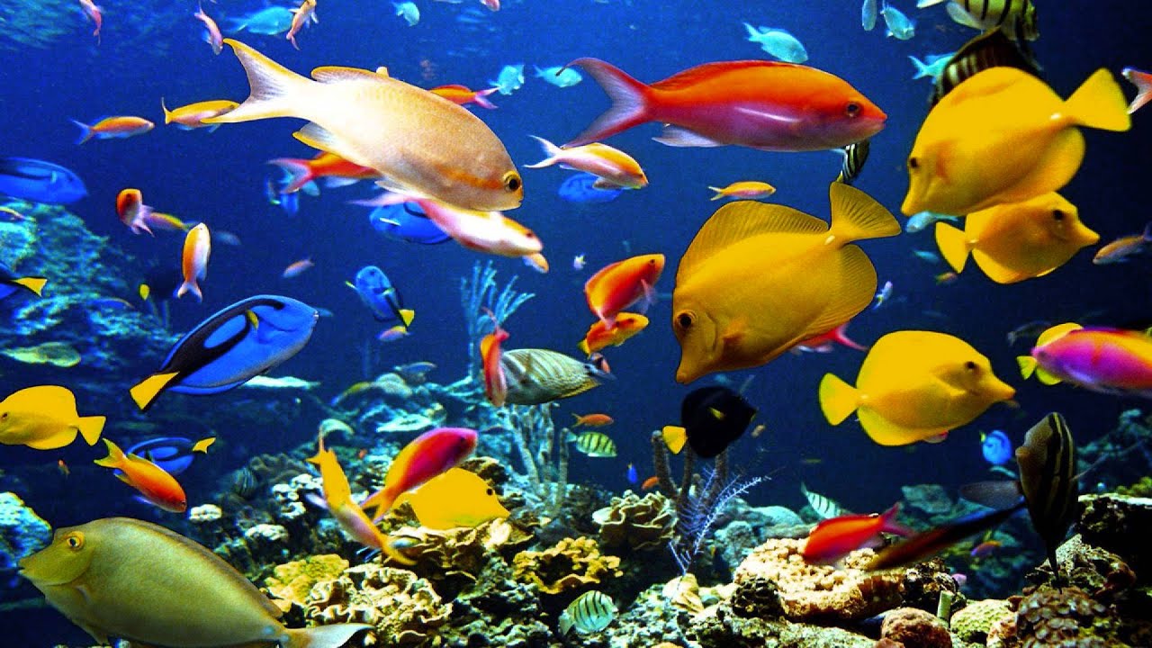SaintSaens Carnival of the Animals  Aquarium  YouTube