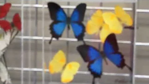 Carol Shier-Creator of Butterfly Inspirations