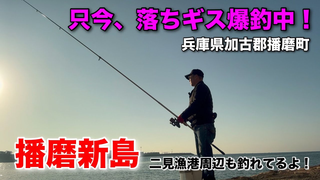 只今、落ちギス爆釣中！兵庫県加古郡播磨町播磨新島