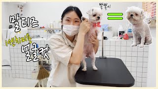 말티즈(뽁뽁이) 1센치 미용 / 말티즈미용 /  Maltese grooming