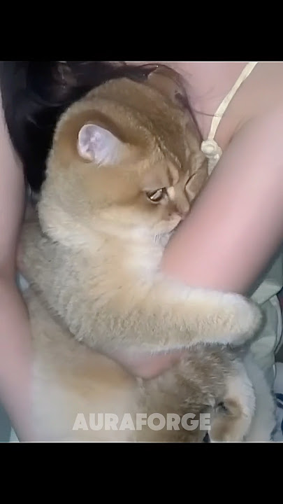 Last Cats Doesn’t Like Camera | Cats Aren’t Camera Shy