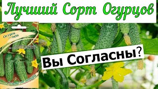 Сорт Огурцов самый вкусный и урожайный  Огурцы как скартинки. Лучшие семена огурцов.