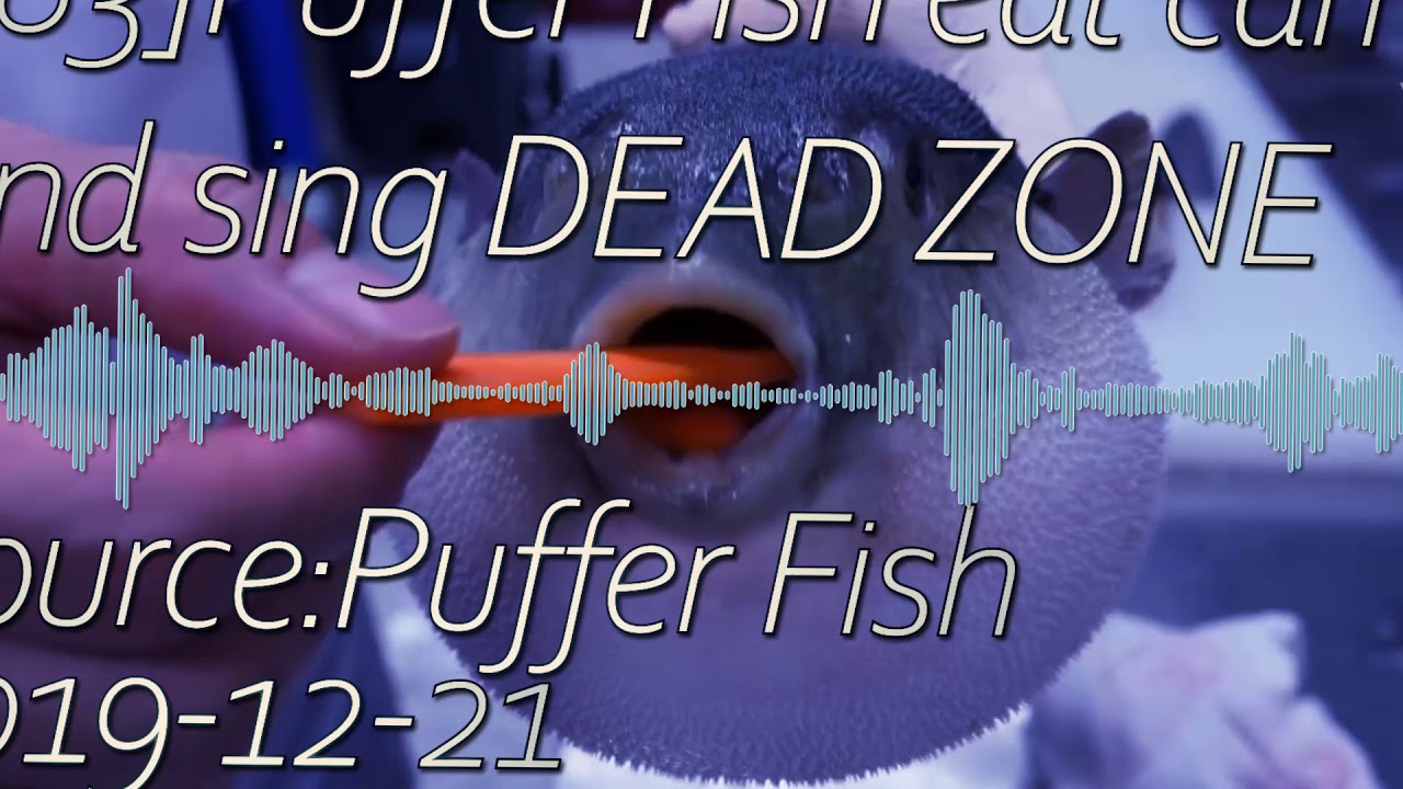 [183]Puffer Fish eat carrot and sing DEAD ZONE YouTube