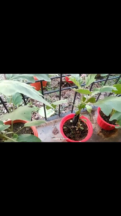 Kitchen Garden in GMS Kirti & GPS Kirti   #kitchenGarden