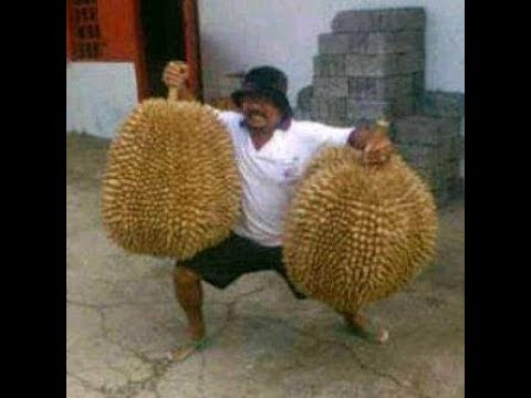 Durian Besar Versi Gambar Google Durian Besar Versi Gambar Google