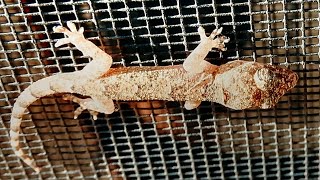 Mediterranean Gecko
