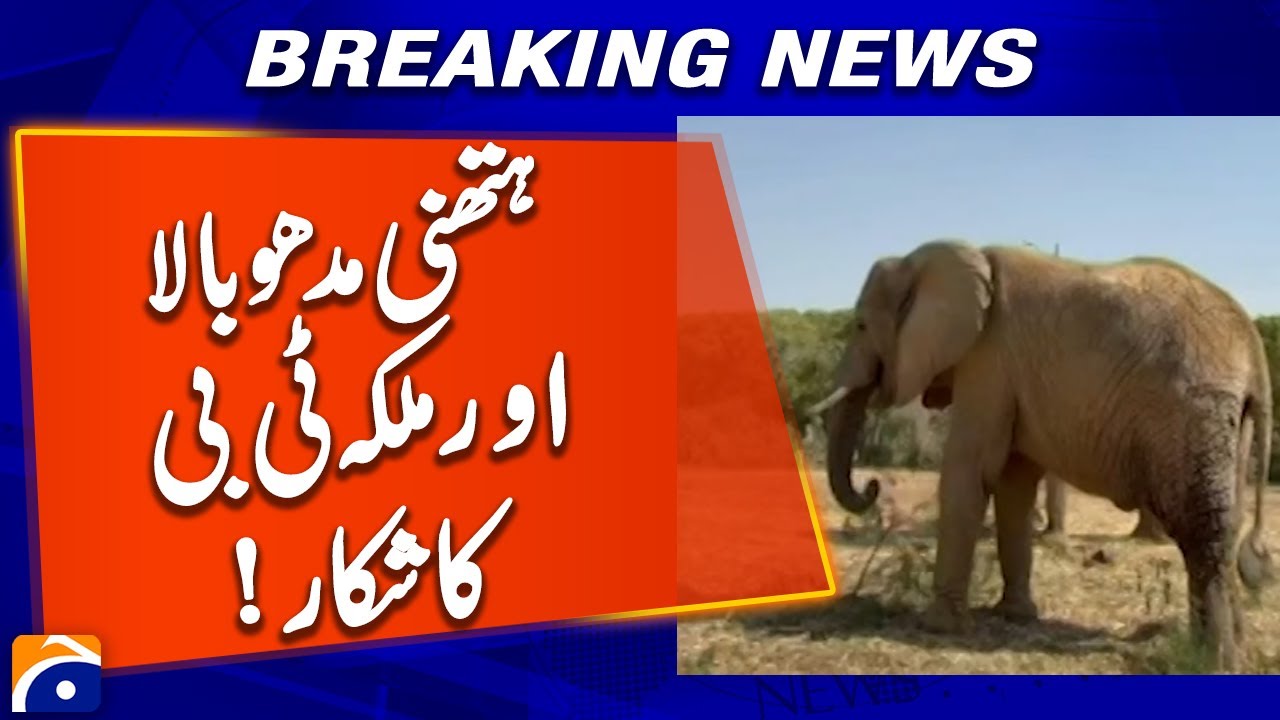 Elephant Madhubala and Malka are suffering from TB! | Geo News