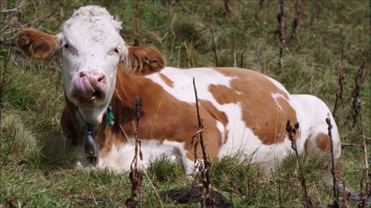 Alpen Kleinwalsertal und Umgebung September 2018