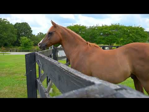 2545 N Rocky River Rd, Lancaster, SC home video tour