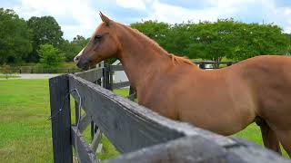 2545 N Rocky River Rd, Lancaster, SC | 63-Acre Equestrian Estate w/ Pool, Guest House & Private Pond