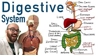 Digestive Tract Anatomy and Physiology