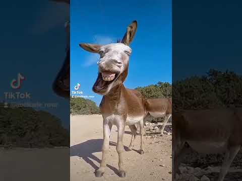 حمار كسول يريد النوم