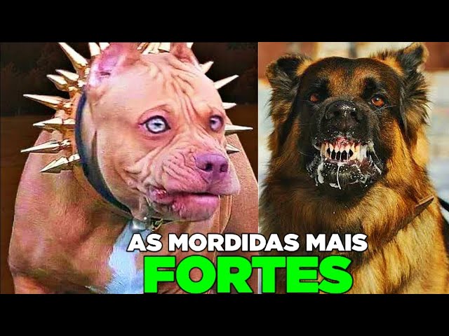 Conheça os 10 cães com as mordidas mais fortes do mundo, Comportamento