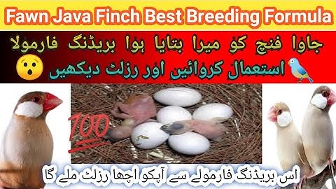Fawn Java Finch Best Breeding Formula | یہ بریڈنگ فارمولا کھلانے کے بعد انڈے بچوں کی لائن لگ جائے گی