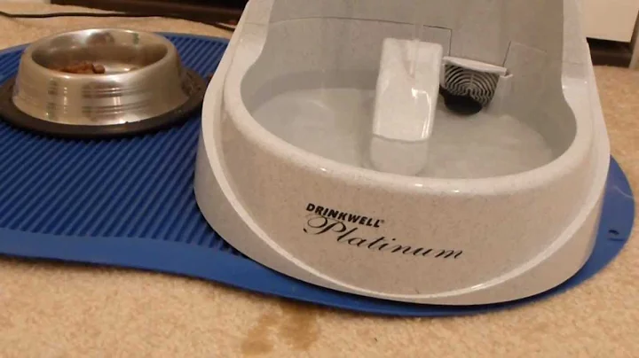 Video 881991: cat pet maine coon, maine coon cat drinking, coon cat drinking water, cat review