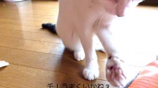 うちのボスねこ