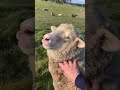 The cutest sheep ever  babybelle