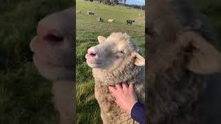 The cutest sheep video ever  Babybelle