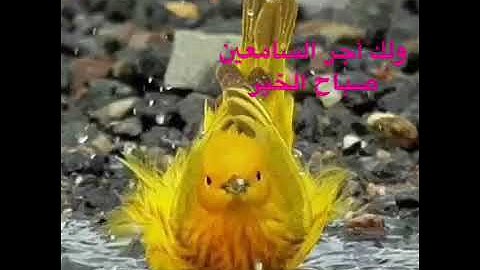 ألم يروا أنّا جعلنا الليل ليسكنوا فيه والنهار مبصرا (سورة النمل)