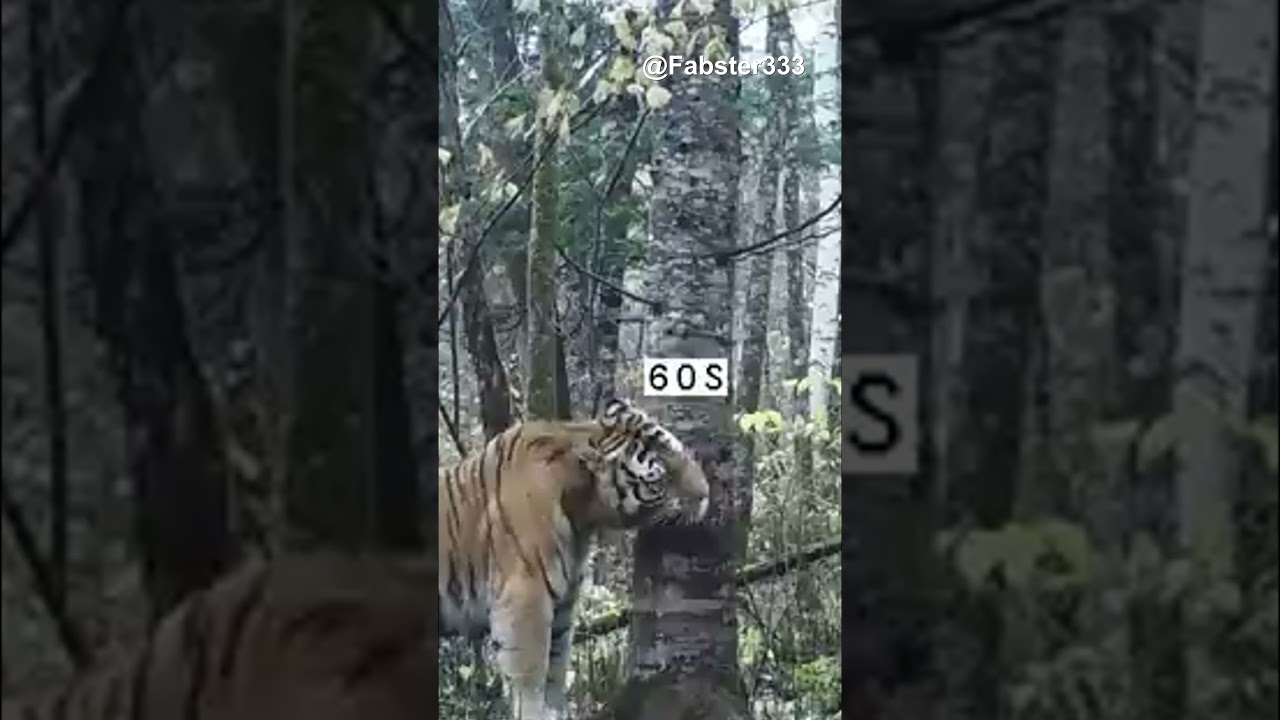 when a tornado hit an oklahoma zoo