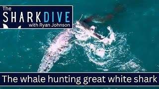 Great white shark hunts humpback whale. How this this happen?