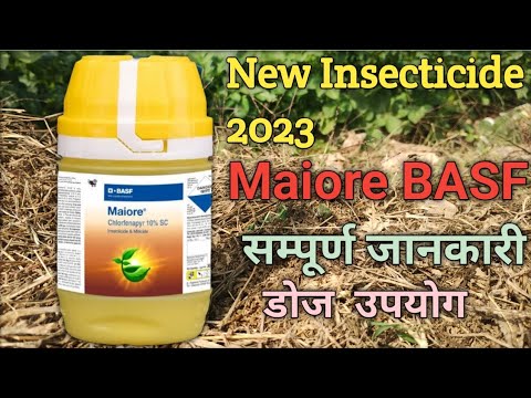 New BASF Maiore Insecticide | Chlorfronpyr 10% SC #Maiore_insecticide #chlorfronpyr10%