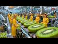 How to Make Kiwi Juice: From Farm to Pure Juice (Full Process) | Garden to Glass