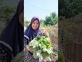 panen bayam raja di kebun samping rumah #berkebundirumah #berkebun #sayuran #gardening #bayamraja