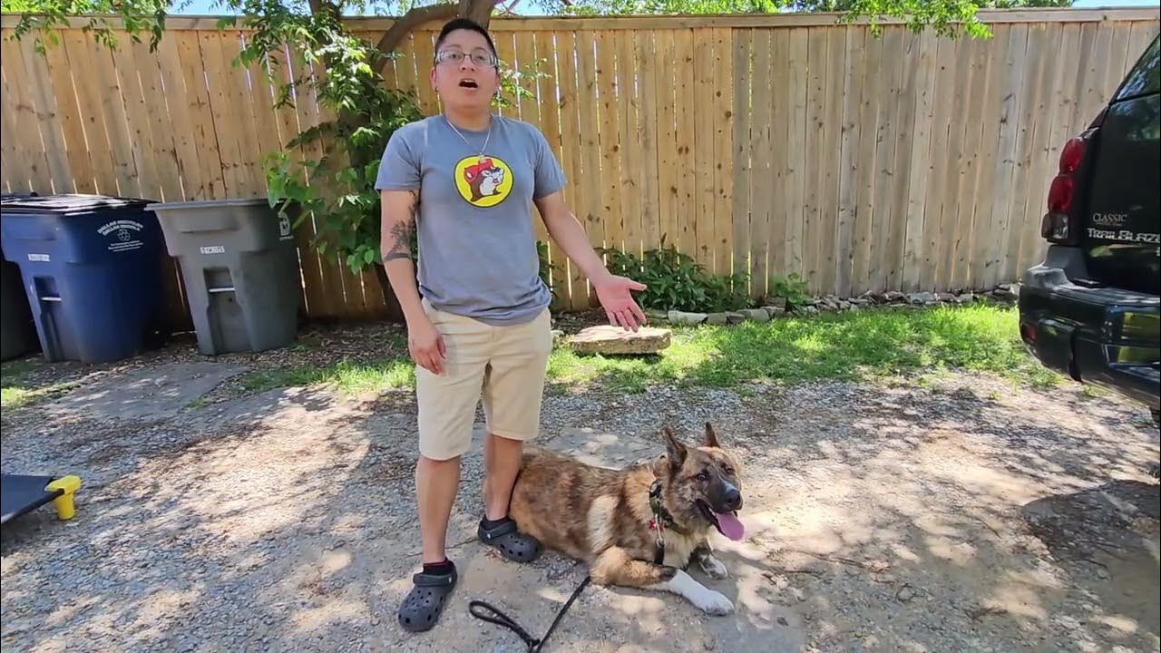 Dog Training Carrollton Tip Top K9 Reviews YouTube