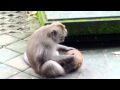 An Ubud Monkey Cracking A Coconut Shell