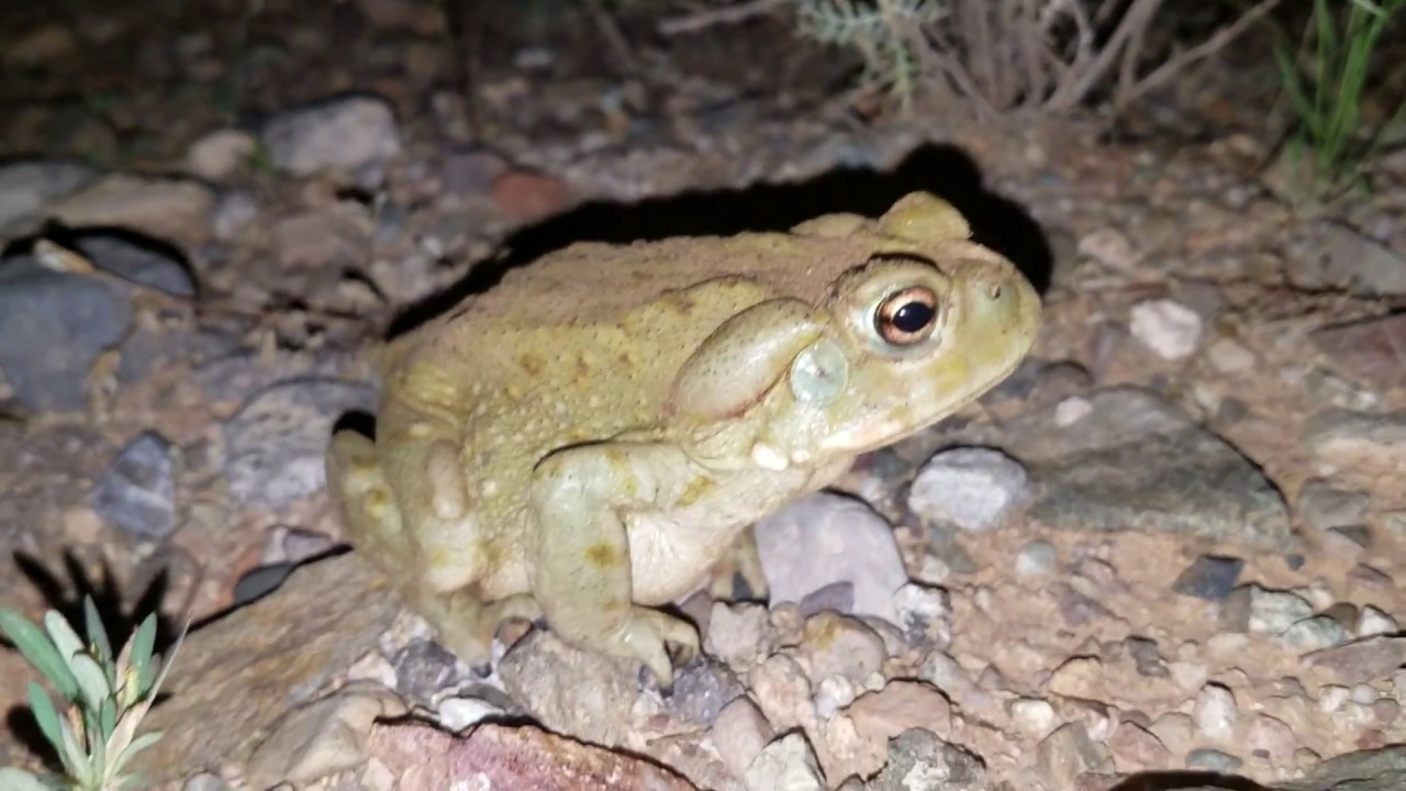 My First Sonoran Desert Toad (Colorado River Toad) - YouTube