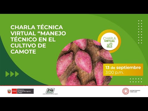 Manejo técnico en el cultivo de camote