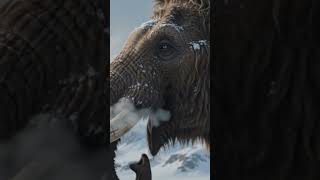 The Majestic Woolly Mammoth of the Ice Age🦣🦣🌨️❄️
