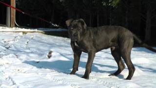 Cane Corso Rüde ,,Leo´´ 4 Monate alt sucht neues Zuhause 003