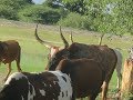 Sacred Cows of Ovawambo