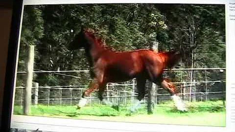 Connie chestnut mare