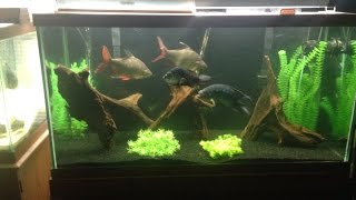 Fishtank room tour! 90 gallon, 75 gallon, 36 gallon bowfront, and fry tank! These are all my things that I have run right now please subscribe for more when the eggs hatching see some oscars and I might