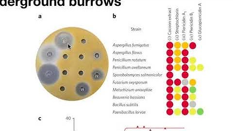 Positive Microbial Interactions - Host microbe interactions non-human