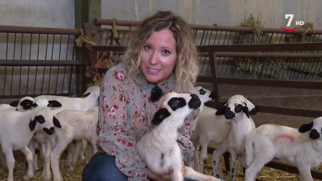 El Correvuela T2/E11: La oveja churra y el perro labrador