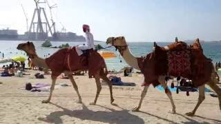 Camels at Dubai Marina Beach